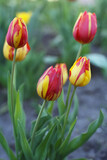 Fototapeta Tulipany - Young red-yellow tulips bloom in the spring garden.