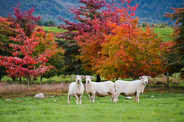 Wall Mural - Sheep in the Canterbury Region, South Island, New Zealand