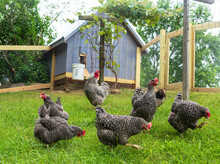 Barred Plymouth Rock Rooster And Hens Pecking In The Grass Inside A Homemade Pen