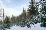 Fototapeta Las - Winter Landscape Snow covered larch trees on a slope against the mountains