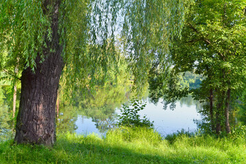 Summer scene. Leafy forest surrounding a lake. Sunny summer day in leafy forest. Nature background.