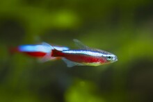 Neon Glow Cardinal Tetra, Popular And Easy To Keep Ornamental Tropical Dwarf Cyprinid Fish From Orinoco River Basin, Shallow Dof And Blurred Background