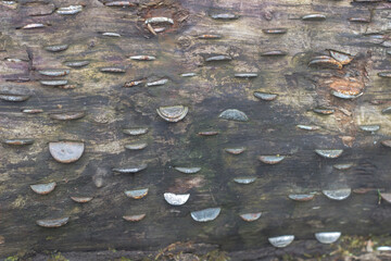 Coins in tree stump