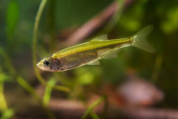 Wall Mural - dwarf freshwater fish sunbleak swim in biotope aquarium, funny and demanding pet on blurred background, shallow dof, beauty of nature concept