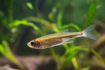 Wall Mural - dwarf freshwater fish sunbleak shine silver side and swim in biotope aquarium, funny unusual pet on blurred background, shallow dof, beauty of nature concept