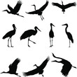 Group of storks Silhouette , Silhouette of crane birds or herons flying and standing set. 
