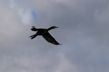 Wall Mural - Cormorant