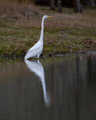 Wall Mural - Heron