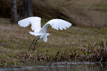 Wall Mural - Heron