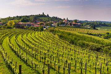 Wall Mural - Kojsko, Goriska Brda, Slovenia. View of vineyards and Kojsko, Goriska Brda (Gorizia Hills), Slovenia, Europe