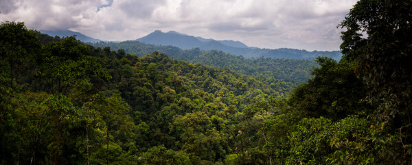 choco rainforest, ecuador. this area of jungle is the mashpi cloud forest in the pichincha province 