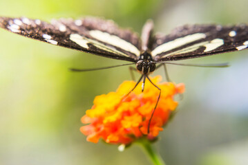 Wall Mural - Butterfly, Mashpi Cloud Forest, Choco Rainforest, Ecuador, South America