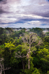 Wall Mural - Amazon Rainforest at Sacha Lodge, Coca, Ecuador, South America