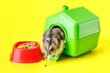 Wall Mural - Dwarf gray hamster isolated on yellow background. Little house.Cute baby hamster, standing facing front.hamster eating food