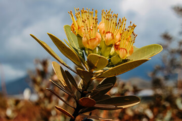 The virgin nature of New Caledonia with its beautiful flowers and vegetation