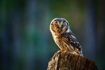 Owl at sunrise. Boreal owl, Aegolius funereus, perched on decayed trunk. Typical small owl with big yellow eyes in first morning sun rays. Animal known as Tengmalm's owl. Wildlife, waking up nature.