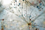 Fototapeta  - dandelion with drops