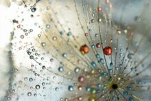 Dandelion With Drops
