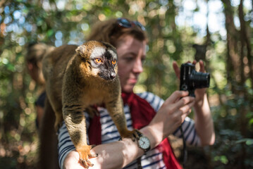 Wall Mural - Tourist with a Common Brown Lemur (Eulemur fulvus) on Lemur Island, Andasibe, Eastern Madagascar