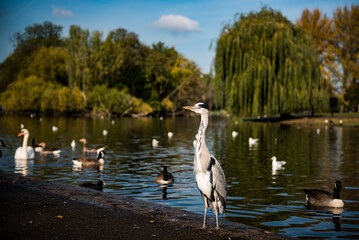 heron in autumn in regents park, one of the royal parks of london, england