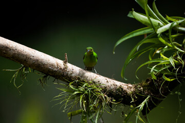 Wall Mural - Green Honeycreeper (Chlorophanes spiza), Boca Tapada, Alajuela Province, Costa Rica