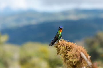 Wall Mural - Fiery-throated Hummingbird (Panterpe insignis), San Gerardo de Dota, San Jose Province, Costa Rica