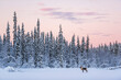 © Matthew - Reindeer at Christmas in the frozen cold snow covered winter landscape in Lapland in Finland