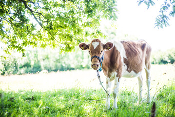 Wall Mural - A Cow, one of the biggest contributors to Greenhouse gas and global warming via methane