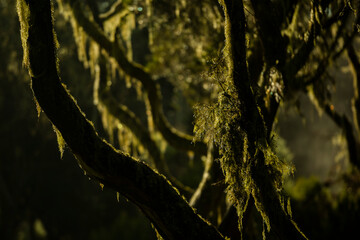 Wall Mural - Giant Heather Forest in Aberdare National Park, Kenya