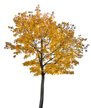 Fall Maple Golden Tree Isolated On White