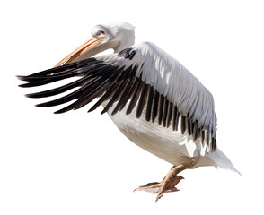 Wall Mural - large isolated pelican start flight