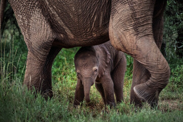 Wall Mural - Baby Elephant (Loxodonta africana) at Sosian Ranch, Laikipia County, Kenya