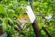 pheromone trap for apple codling moth hanging on a tree to attract butterflies laying eggs on apple trees, selective focus
