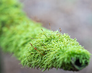 Fototapete - Ein mit Moos bewachsener Ast und tollem Bokeh!