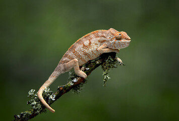 Poster - A profile portrait of a chameleon, Chamaeleonidae, as it balances on a branch using its tail as an anchor, There is a green background