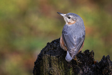 Aufkleber - a nuthatch, sitta europaea, from the back as it is perched on an old stump. there are no people and 