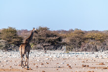 One Angolan Giraffe - Giraffa Giraffa Angolensis Standing Near A Waterhole In Etosha National Park, Namibia.