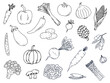 Illustration of vegetables on a white background. Hand drawn isolated vegetable elements. 