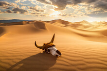 Skull Bull In The Sand Desert At Sunset. The Concept Of Death And End Of Life