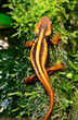Mandarin Newt / Tylototriton shanjing.
 This salamander is a highly toxic newt, native to China. The coloring allows these newts to swim in open water during the day, because their pattern is very sim