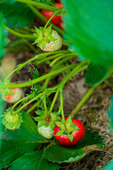 Sticker - ripe strawberry on a bush in the summer garden