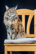 Studio Portrait Magnificent Maine Coon Cat. Cat With Long Tassels On Ears Sits On Chair On Dark Background.
