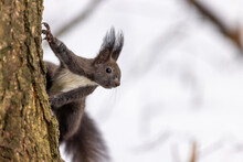Red Squirrel, (Sciurus Vulgaris) Cute Arboreal, Omnivorous Rodent . Portrait Of Eurasian Squirrel In Winter Time.