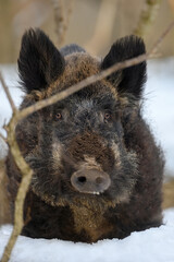 Wall Mural - wild pig with snow. young wild boar in wintery forest. wildlife scene from nature