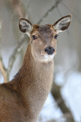 Fototapete - Deer in the winter forest. Animal in natural habitat. Wildlife scene