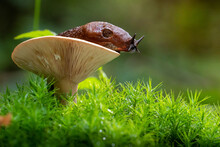 Close-up Of A Snail Sitting On A Mushroom
