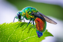 Macro Of A Colourful Cuckoo Wasp Sitting On A Green Leaf