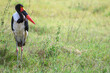 Saddle-billed Stork in the grass in Tanzania