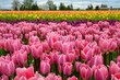 Colorful field of tulips with pink in the foreground. 