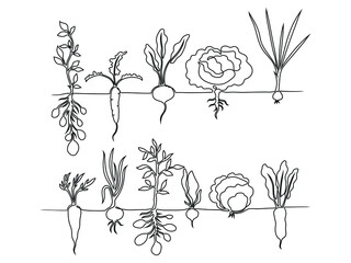 Set of line vegetables. Collection of garden vegetables in earth. Fresh food. Naturel food. Vector illustration of products for the store. Tattoo.